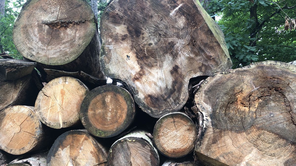 Lidé skupují dřevo, Lesy ČR musí tvořit pořadníky
